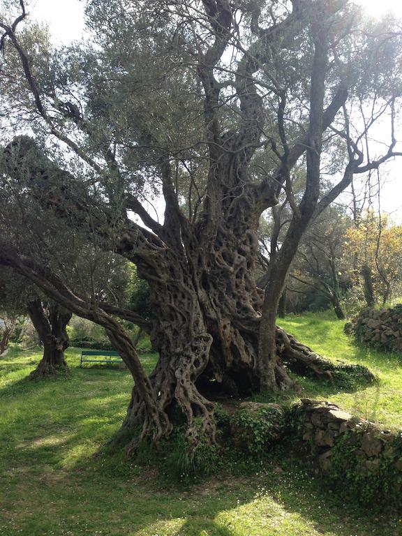 Villa Old Olive Budua